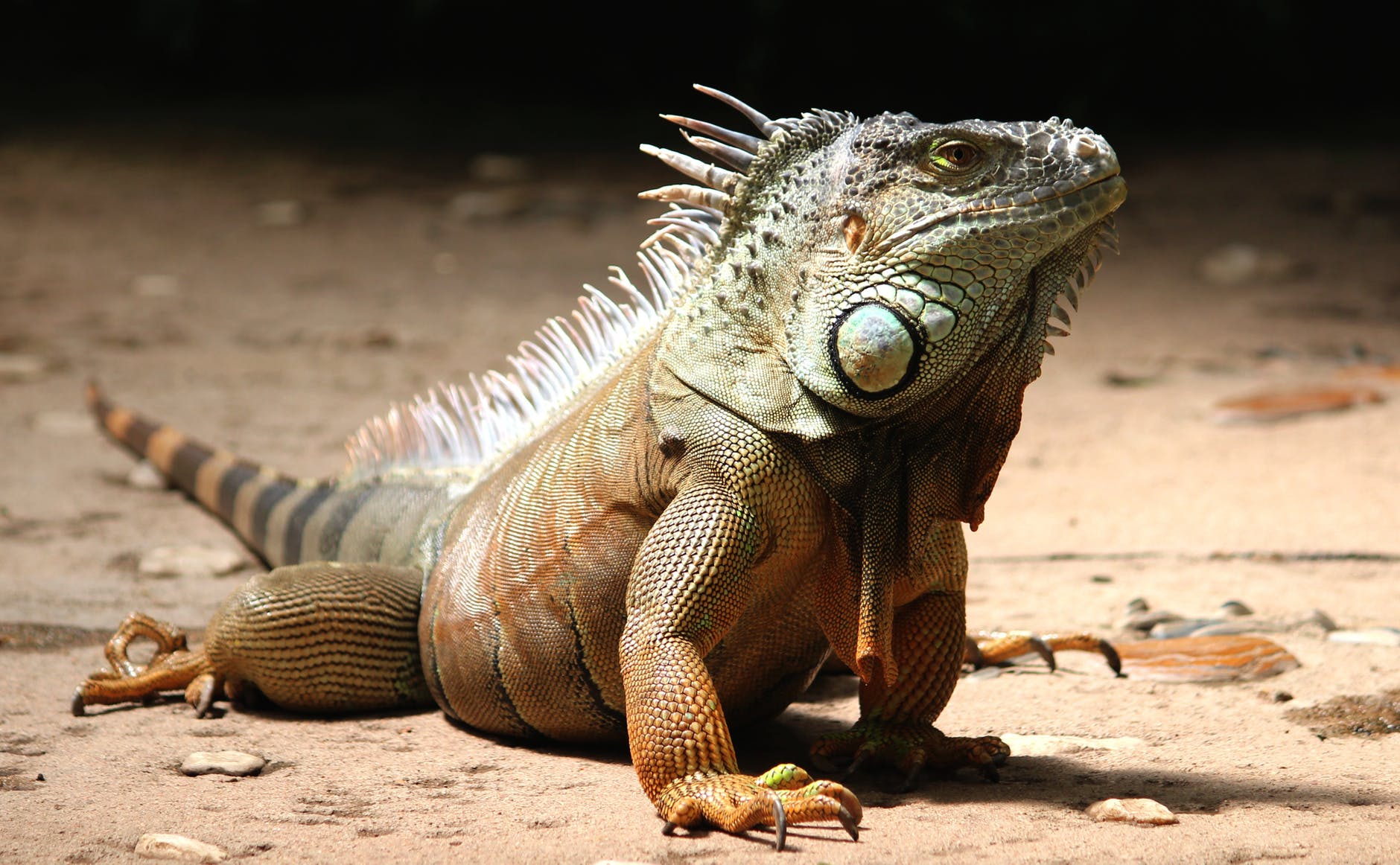 close up of a iguana